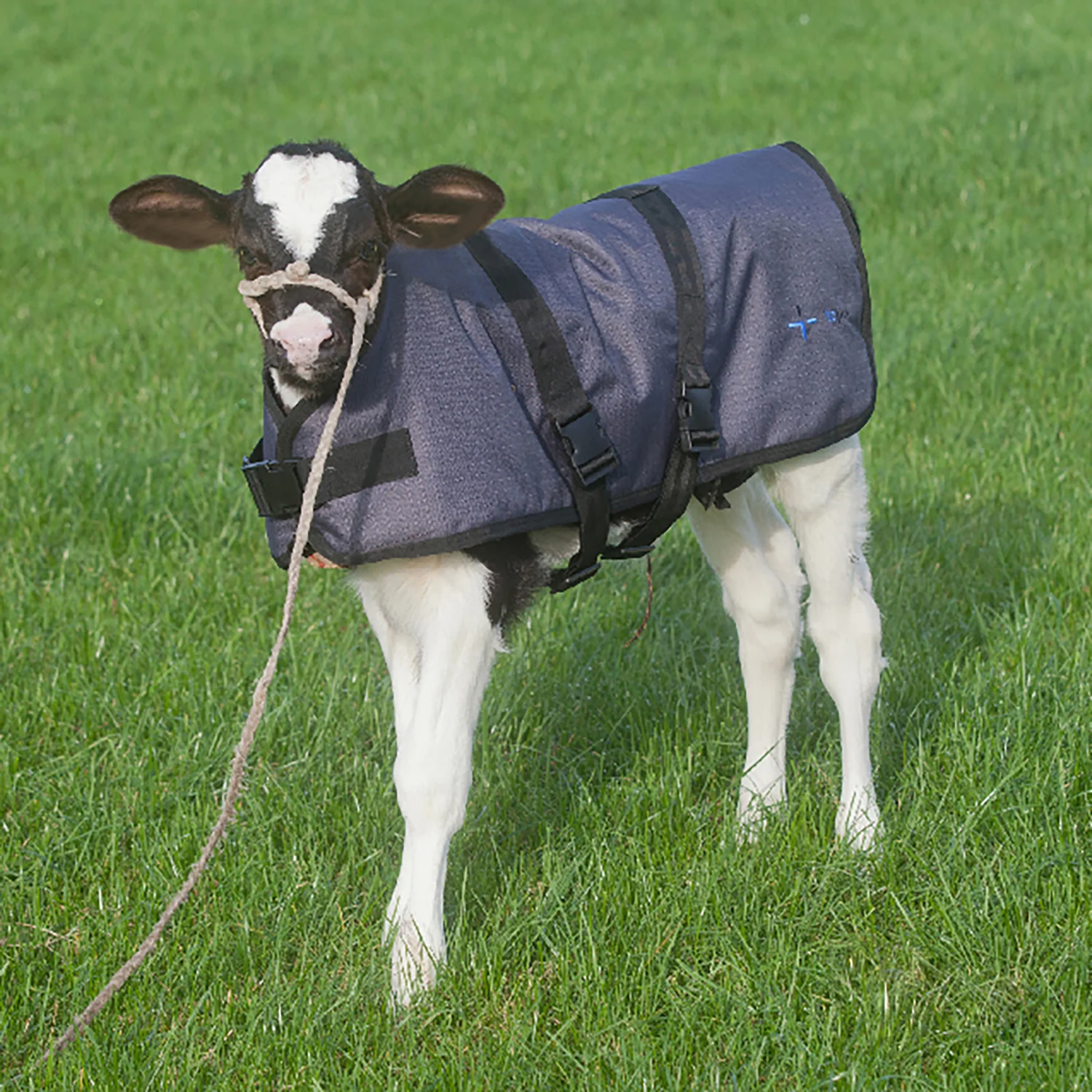 Calf blanket Topro 75cm - Image 6
