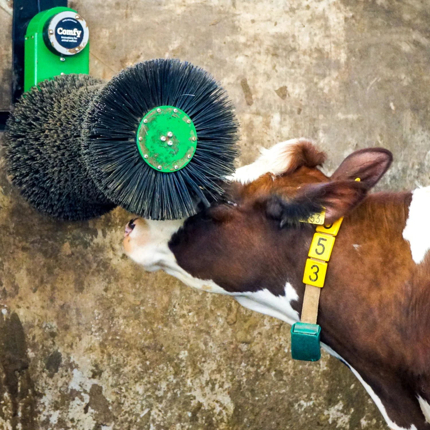 Cosy Cow cow brush - Image 3