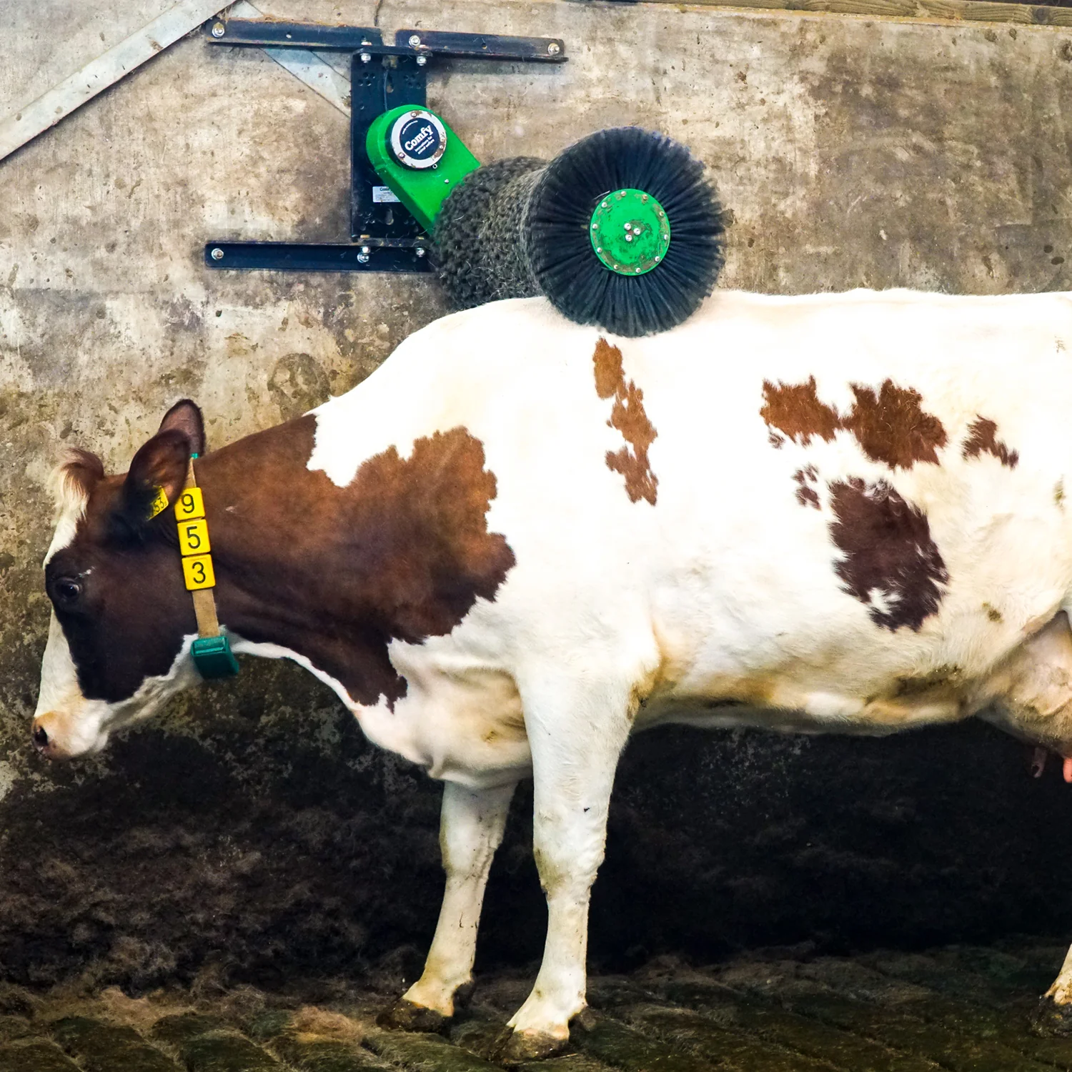 Cosy Cow cow brush - Image 4