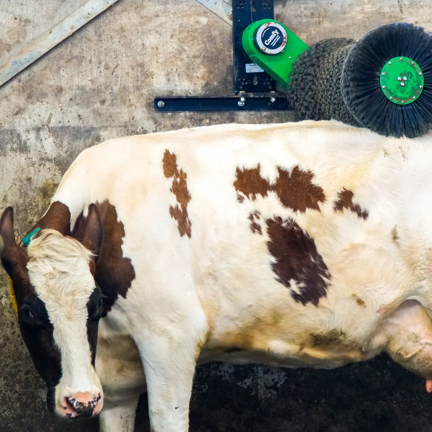 Cosy Cow cow brush - Image 5