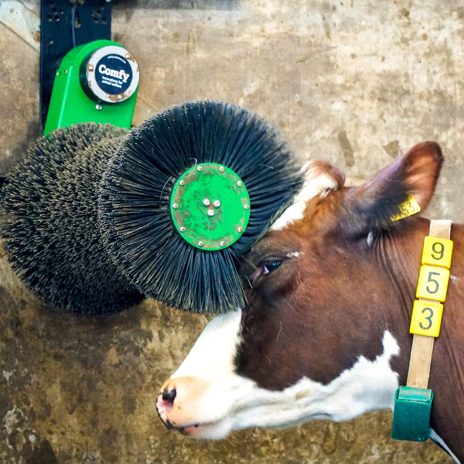 Cosy Cow cow brush - Image 6