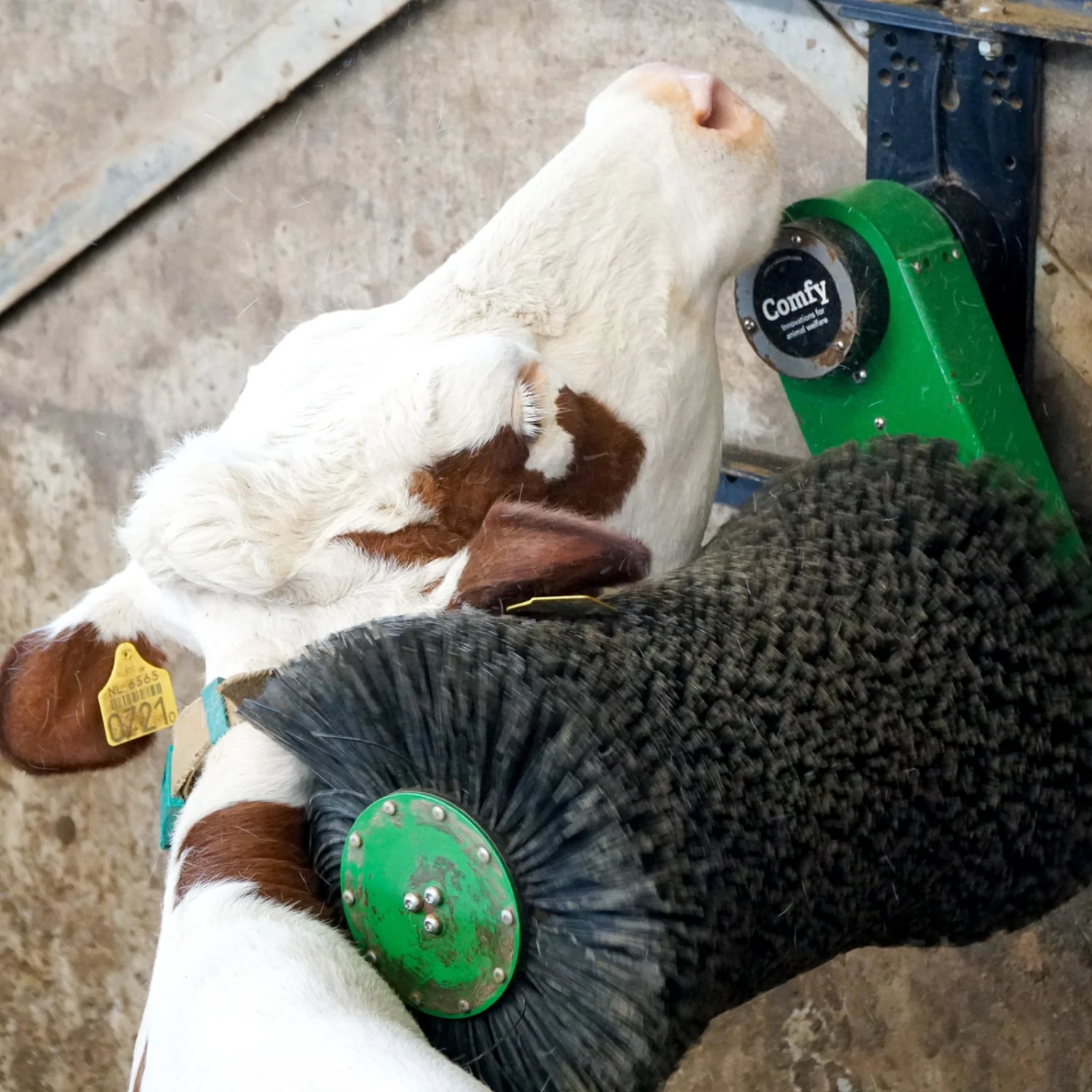 Cosy Cow cow brush - Image 7