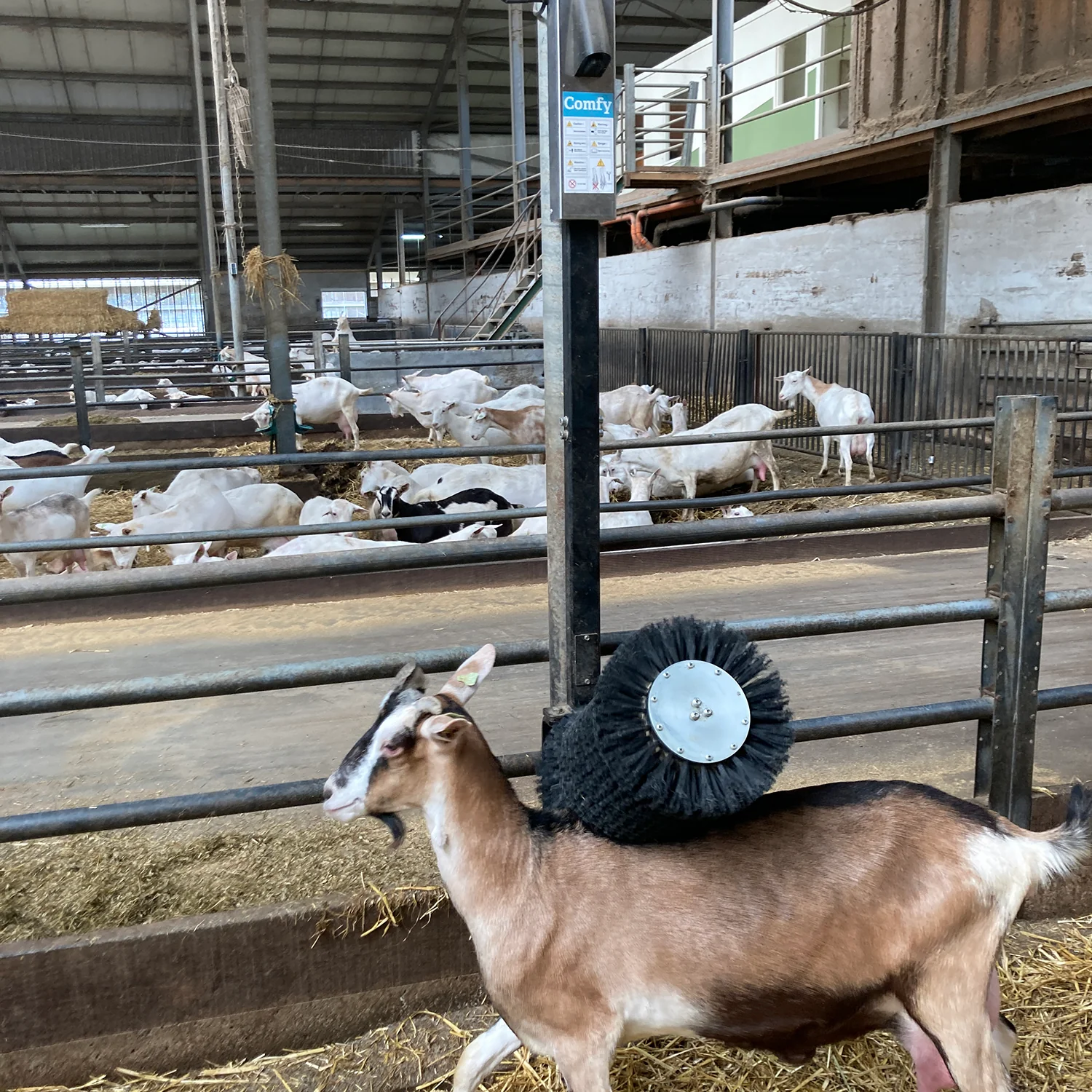 Bristle Buddy Goat Brush - Image 2
