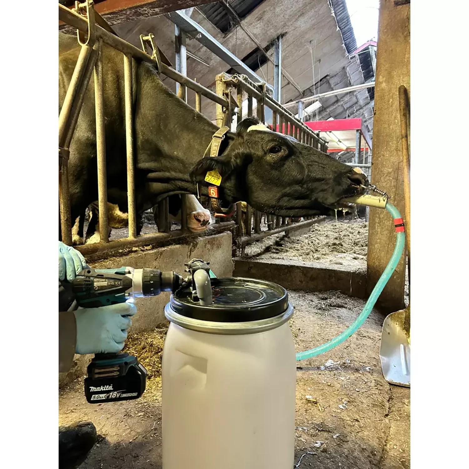 Excellent Cow Drencher Drill Driven  - Image 2